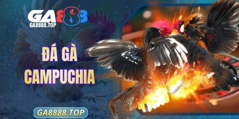 Đá Gà Campuchia - Sức Hút Khó Cưỡng Tại Thánh Địa Thomo