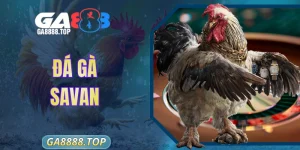 Đá Gà Savan Tại GA888 Sân Chơi Giải Trí Đỉnh Cao Nhất