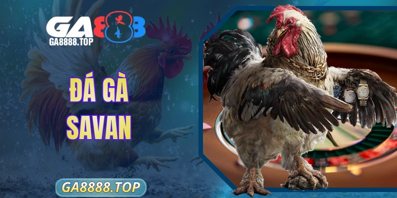Đá Gà Savan Tại GA888 Sân Chơi Giải Trí Đỉnh Cao Nhất