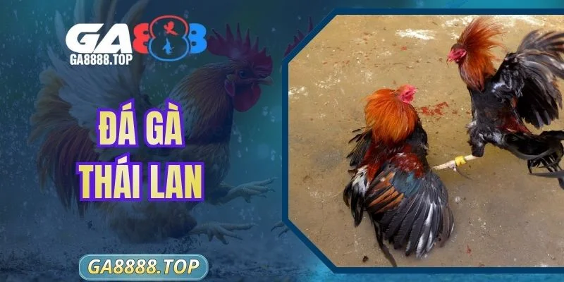 Đá Gà Thái Lan - Văn Hóa Đối Kháng Độc Đáo Xứ Chùa Vàng