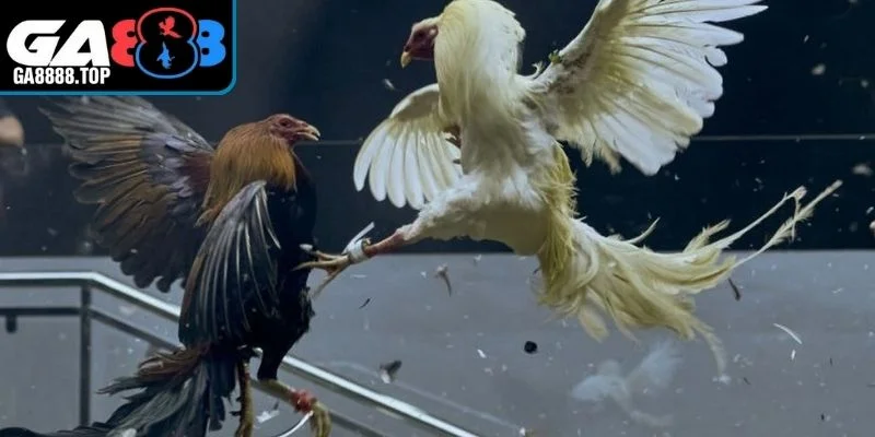 Bài tập cơ bản cho chiến kê