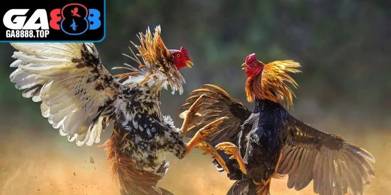 Cách nhận dạng giống gà nòi
