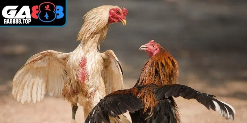 Sự sôi động chuyên nghiệp tại các trường đấu đá gà thái lan nổi tiếng