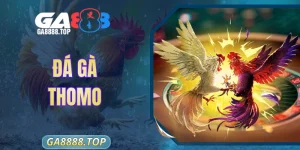 Đá Gà Thomo - Khám Phá Những Trận Thắng Thua Nảy Lửa