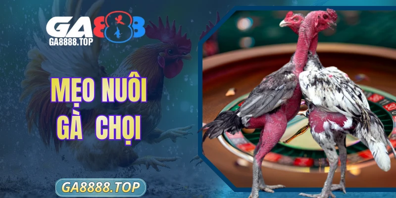 Mẹo Nuôi Gà Chọi - Bí Kíp Chăm Sóc Chiến Kê Thắng Nhanh
